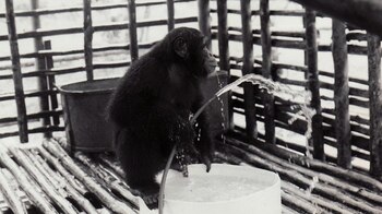 El Sr. Muggs, la mascota