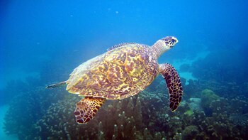 Estas areniscas (antiguas playas) se