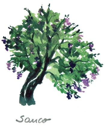 Sauco (Del 25/11 al 23/12)