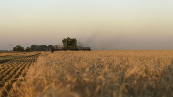 El trigo consiguió rendimientos históricos
