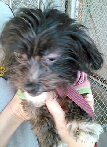 Fueron encontrados en la casa