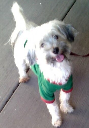 Los perros estaban bien alimentados