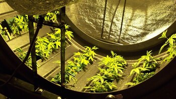 El sistema rotativo permite el