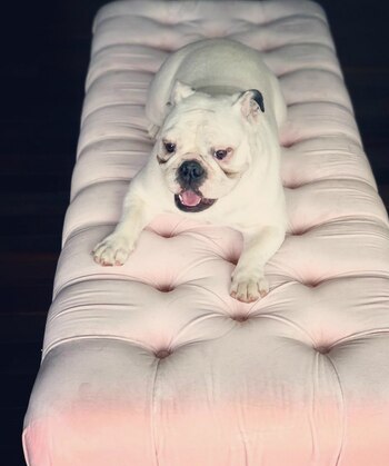 La bulldog inglesa que la