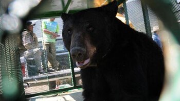 Un oso atacó a un