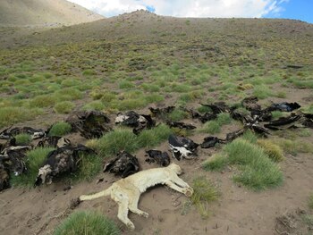 Además de 34 cóndores, encontraron