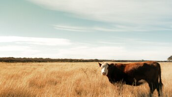 El “mal de la vaca