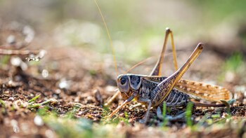 INTA y SENASA advierten sobre el resurgimiento de la langosta, una situación que afecta la producción agropecuaria de 8 provincias y pone emergencia fitosanitaria hasta 2019 (Getty)
