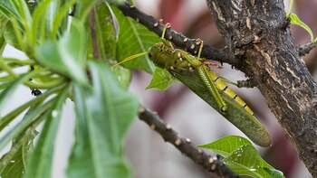 Es importante realizar el monitoreo y marcar los sitios de posturas, que se encuentran bajo la superficie del suelo (Getty)