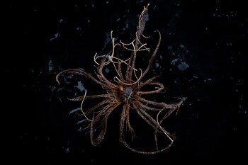 (Christian Åslund/Greenpeace)