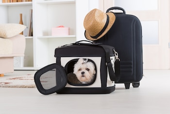 Es importante que la mascota