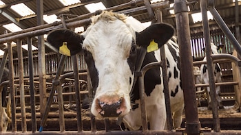 SanCor está tratando de negociar