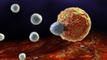 El estudio se realizó analizando