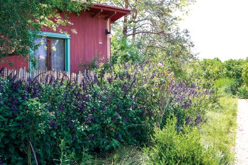 Salvias decoran la casa (Foto: Facundo