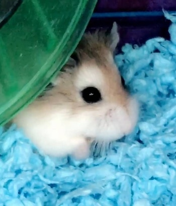 Pebble, mascota de la joven.