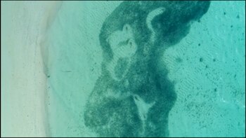 El cardumen desde lo alto