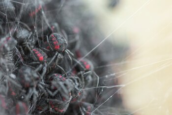 El proyecto interconecta el interés