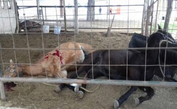 Dos de los caballos masacrados