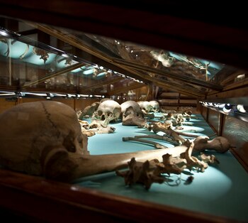 Algunos huesos humanos en el