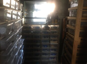 Los reptiles iban a ser