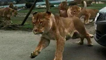 Los leones persiguen a la