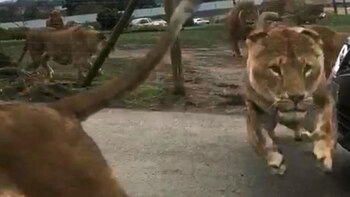 La hembra enfrentó al coche