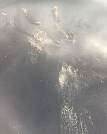 Los rastros de los leones