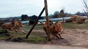 La hembra intenta escapar de