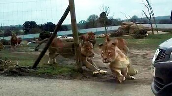 Los leones persiguen a la