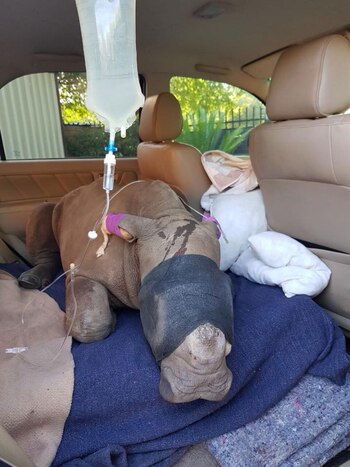 A la cría lograron rescatarla