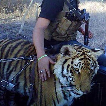 Grandes felinos eran utilizados para