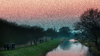 Cientos de miles de estorninos