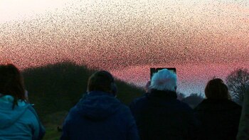 Los ornitólogos observan la danza