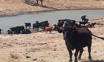 Los ranchos en conjunto tienen