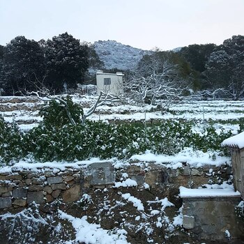 Córcega, cubierta por un manto