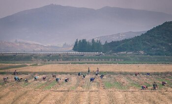 Una plantación norcoreana en el camino de Piongyang a Kaesong (provincia de North Hwanghae). A pesar de los esfuerzos de los agricultores, Corea del Norte aún depende de los suministros de la comunidad internacional