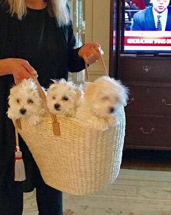 Los perros clonados más un