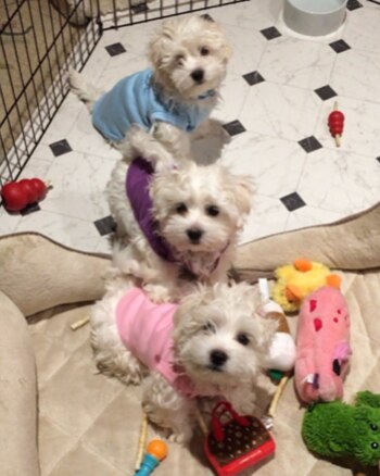 Para distinguirlos les pone chalecos