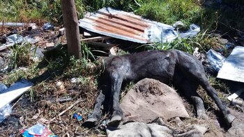 Quilmes: Robó un caballo, le