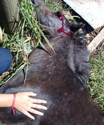 Caballo asesinado a sangre fría