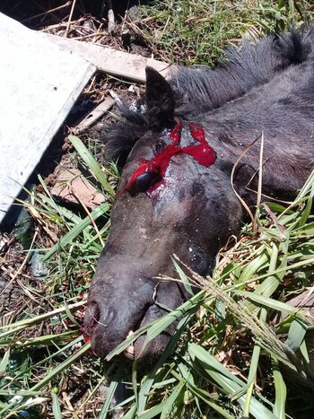 (Caballos de Quilmes).