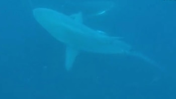 Imagen ilustrativa (Foto: Archivo)