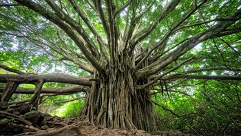 Publicado en la revista Science,