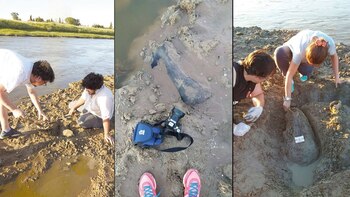 Mandíbulas, dientes, falanges, húmero, escápula y otros restos de toxodón