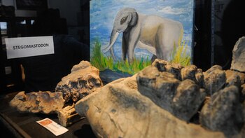 Muestra del stegomastodon