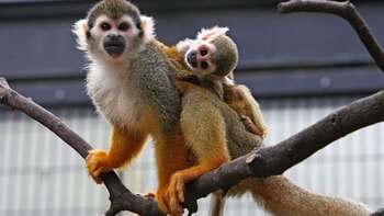 La cría masiva de animales