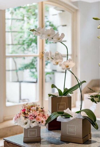 Las orquídeas son las diosas indiscutibles