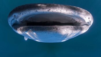 (Gentileza SWNS-Ocean Collective Media)