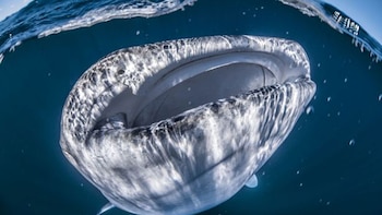 (Gentileza SWNS-Ocean Collective Media)