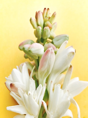 “Los nardos cumplen con los